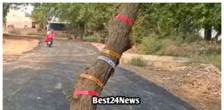 Fatehabad Road News: सड़क बन गई, पेड़ नहीं हटा! फतेहाबाद में विभागों की बड़ी लापरवाही
