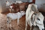 Dharuhera News: पशुओं की सुरक्षा के लिए चला मेगा टीकाकरण अभियान, पशुपालकों को किया जागरूक
