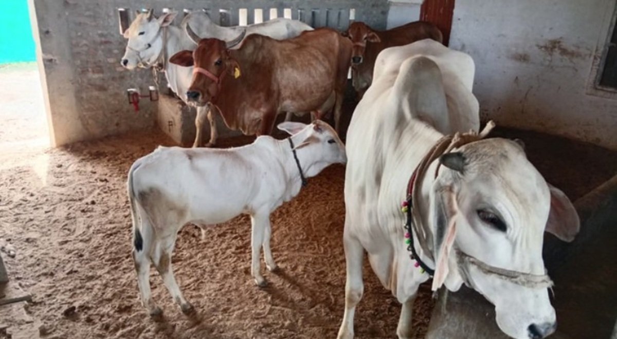 Dharuhera News: पशुओं की सुरक्षा के लिए चला मेगा टीकाकरण अभियान, पशुपालकों को किया जागरूक