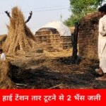 हाईटेंशन तार टूटने से लगी आग, दो भैंसों की मौत