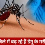 Rewari Dengue Alert: जिले में तेजी से बढ़ रहे हैं डेंगू के मरीज, स्वास्थ्य विभाग में जारी किया ये बड़ा अलर्ट जिले में तेजी से बढ़ रहे हैं डेंगू के मरीज, स्वास्थ्य विभाग में जारी किया ये बड़ा अलर्ट