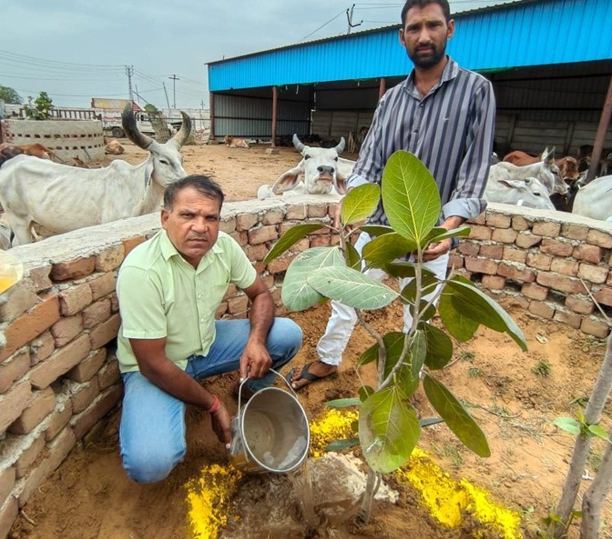 नंदू गौशाला में त्रिवेणी लगाकर पर्यावरण संरक्षण का दिया संदेश