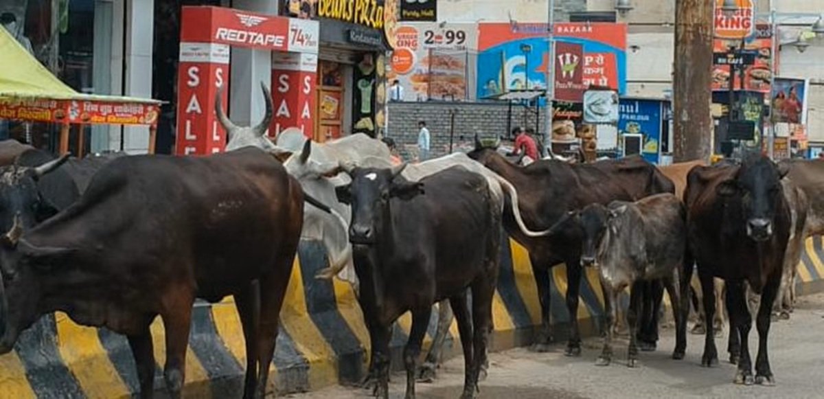 Breaking News: रेवाड़ी में सड़कों पर आवारा पशुओं के झुंड से जनता त्रस्त