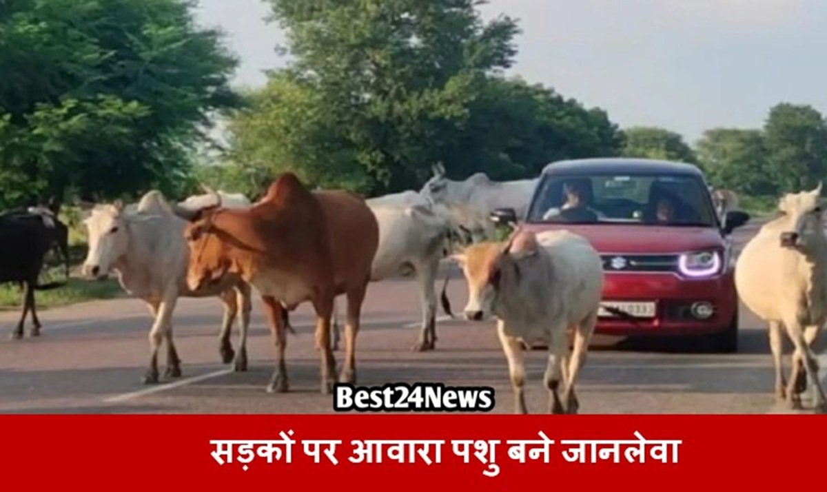Breaking News: रेवाड़ी में सड़कों पर आवारा पशुओं के झुंड से जनता त्रस्त