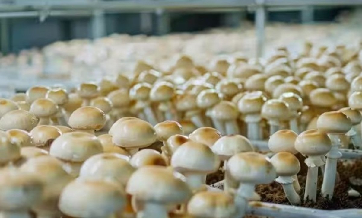 Best Farming : बारिश के मौसम में करें इन 5 फसलों की खेती
