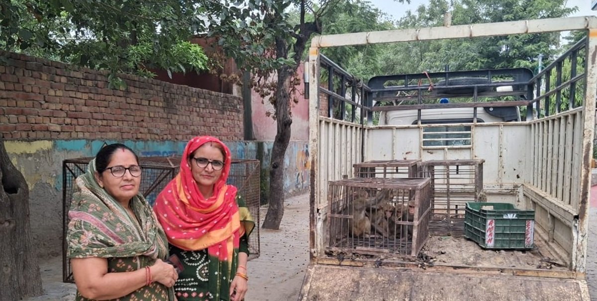 धारूहेड़ा: सेक्टर-6 के निवासियों को बंदरों के आतंक से मिली मुक्ति, नगर पालिका की टीम ने अभियान चलाकर पकड़े बंदर