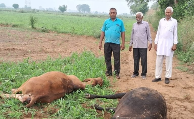 धारूहेड़ा में गोतस्करों का आंतक, चलती पिकअप से फैंके दो गोवंश