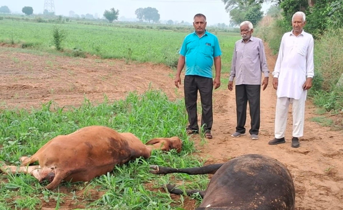 धारूहेड़ा में गोतस्करों का आंतक, चलती पिकअप से फैंके दो गोवंश