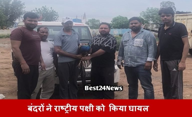 बंदरों ने राष्ट्रीय पक्षी को  किया घायल, देवकी गौ उपचार सेवा संस्था ने बचाई जान