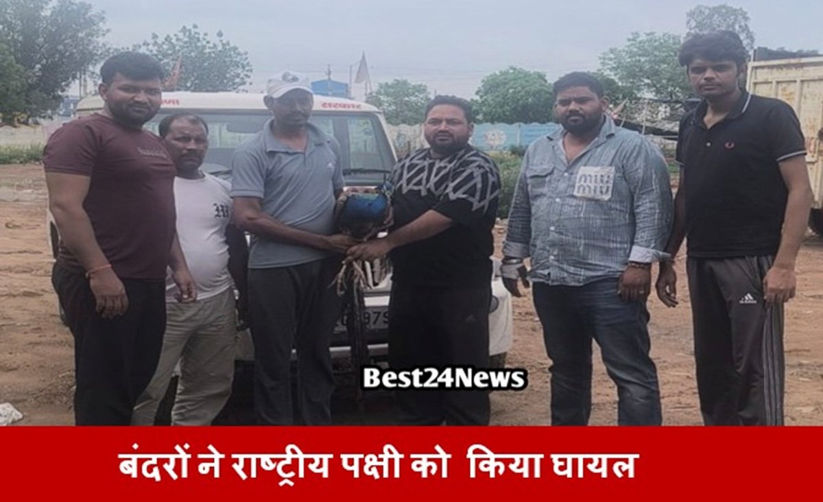 बंदरों ने राष्ट्रीय पक्षी को किया घायल, देवकी गौ उपचार सेवा संस्था ने बचाई जान