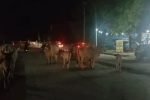 रेवाड़ी शहर में घूम रही बेसहारा पशु