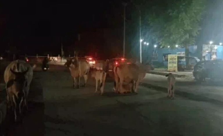 कोई भी सरकार आए, रेवाड़ी को केटल फ्री बनाने को लेकर कोई नहीं गंभीर !