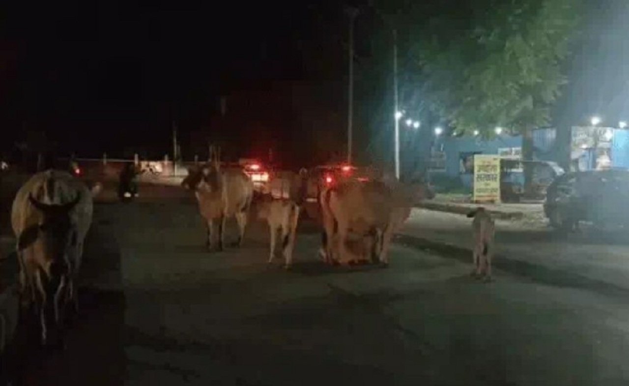 रेवाड़ी शहर में घूम रही बेसहारा पशु