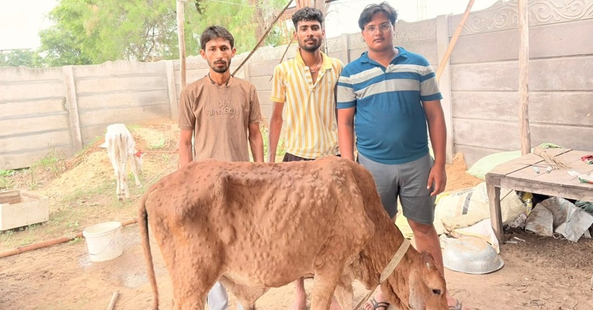 कोसली: लंपी बीमारी से गंभीर रूप से पीड़ित बछड़े का गौ रक्षा दल ने किया रेस्क्यू