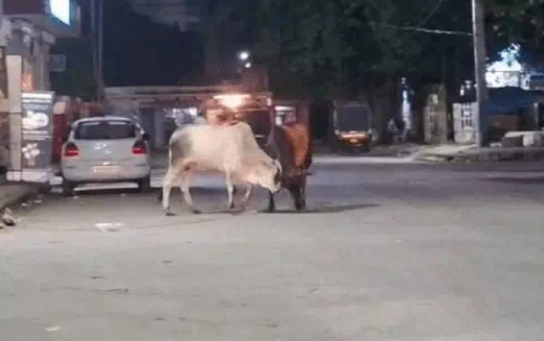 रेवाड़ी शहर में घूम रही बेसहारा पशु
