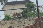धारूहेड़ा में बंदरों का आतंक: कागजों में सिमटा पकड़ो अभियान