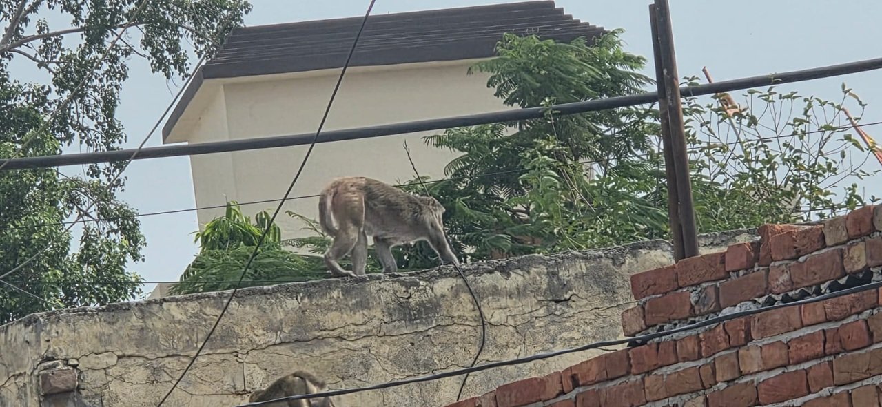 धारूहेड़ा में बंदरों का आतंक: कागजों में सिमटा पकड़ो अभियान