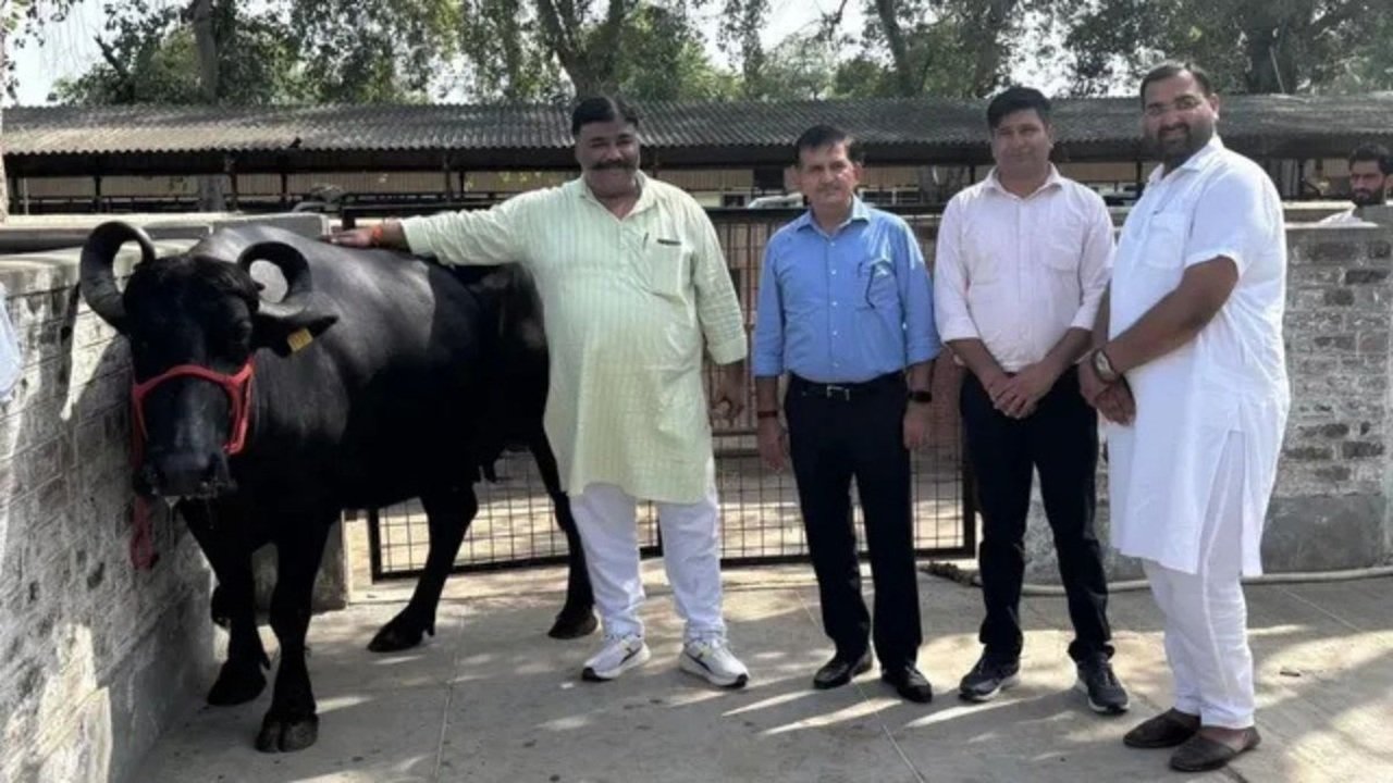 नीलामी के दौरान भैंस संख्या 1131 सभी प्रजनकों और खरीदारों के बीच विशेष आकर्षण का केंद्र रही