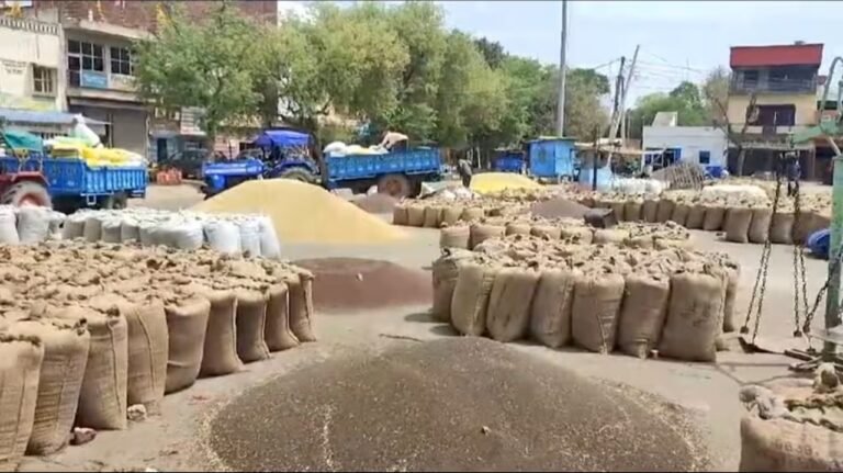 रेवाड़ी नई अनाज मंडी में फसल खरीद का गांववार साप्ताहिक शेड्यूल जारी: 12 से 17 अक्टूबर तक जानिए किस दिन आएगा आपके गांव का नंबर